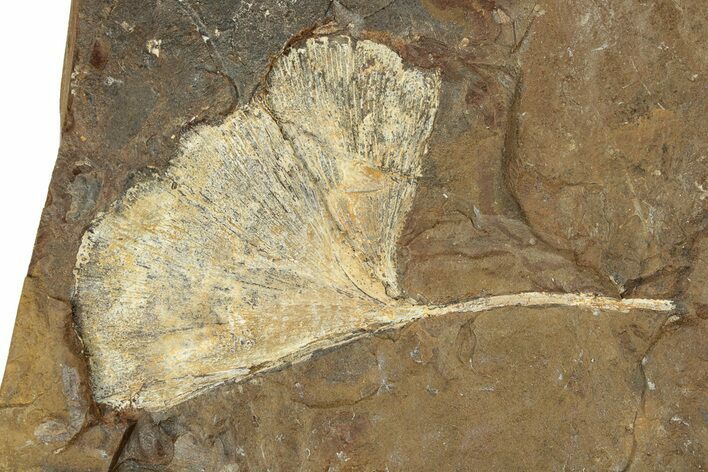 Paleocene Fossil Ginkgo Leaf - North Dakota #271063